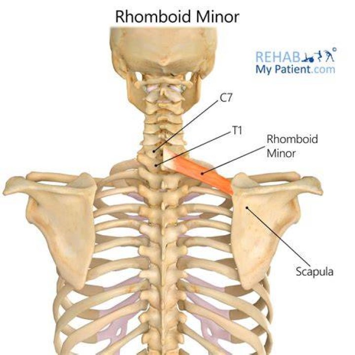 Where is the rhomboid minor?