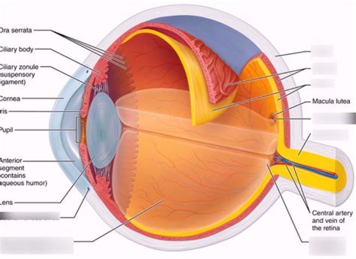 Where is the scleral venous sinus?