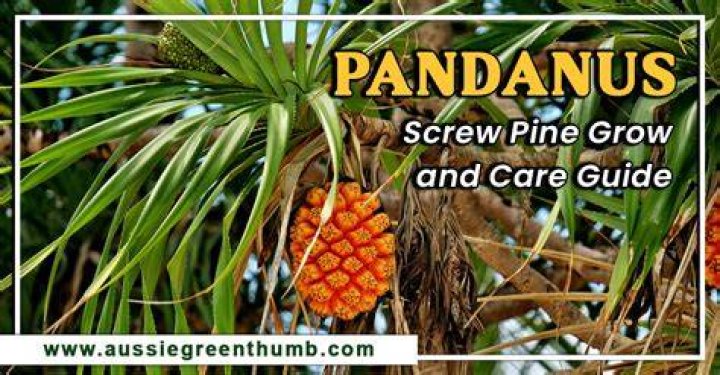 Where is the screw pine located?