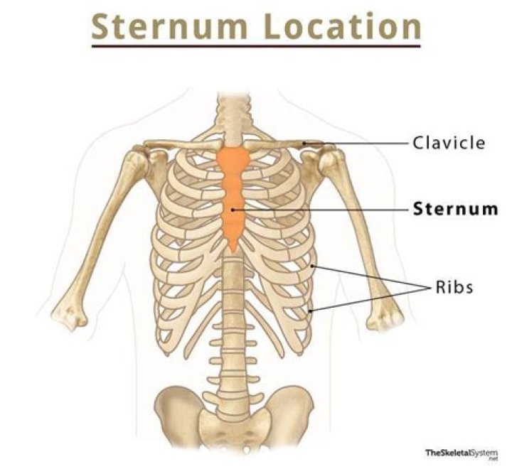 Where is the sternum located?