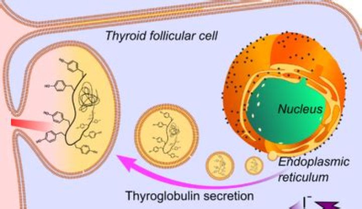 Where is thyroglobulin found?