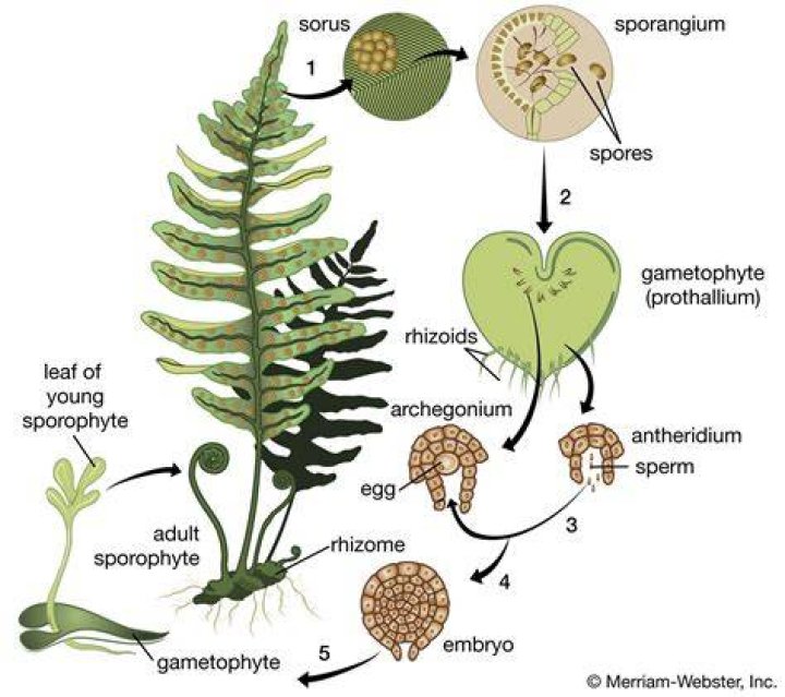Where is tracheophyte found?