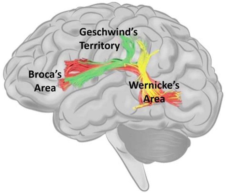 Where is wernicke's area found?