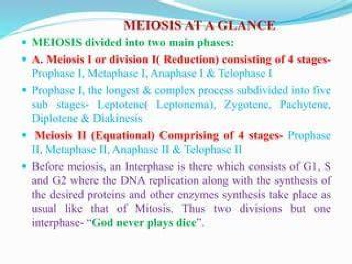 Where meiosis takes place?