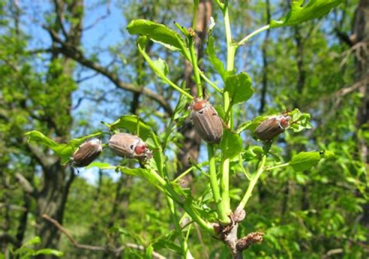 Where to find cockchafers?