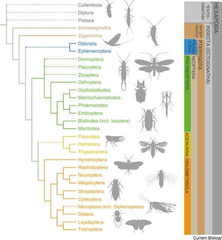 Where to find megaloptera?