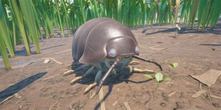 Where to find stink bugs grounded?
