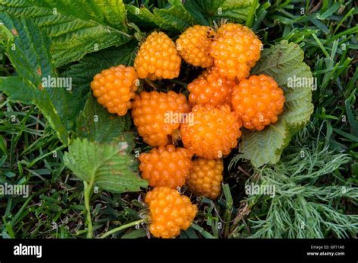 Where to pick salmonberries in alaska?