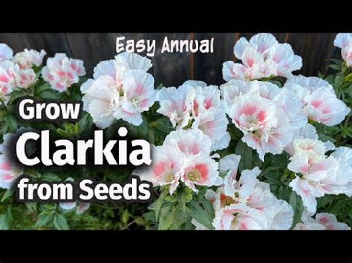 Where to plant clarkia?