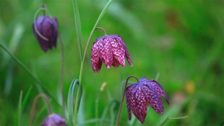 Where to plant fritillaria imperialis?