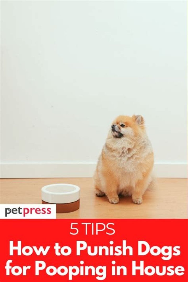 Where to punish puppy?