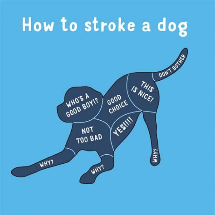 Where to stroke a dog?