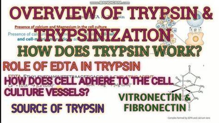 Where trypsin is found?