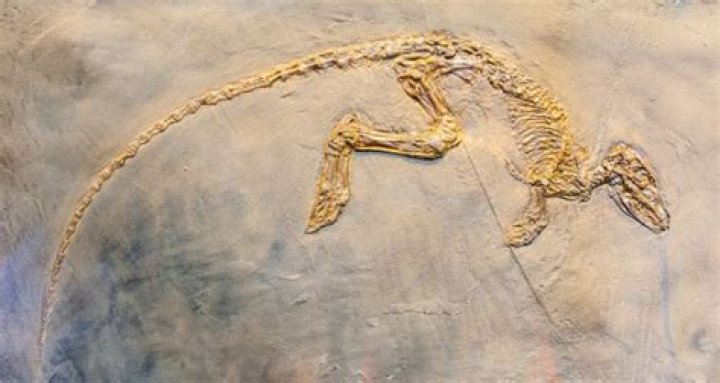 Where was paleontology first discovered?