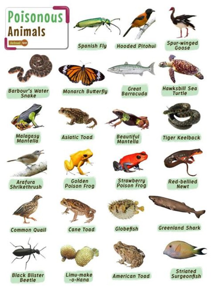 Which adorable animal is also poisonous?
