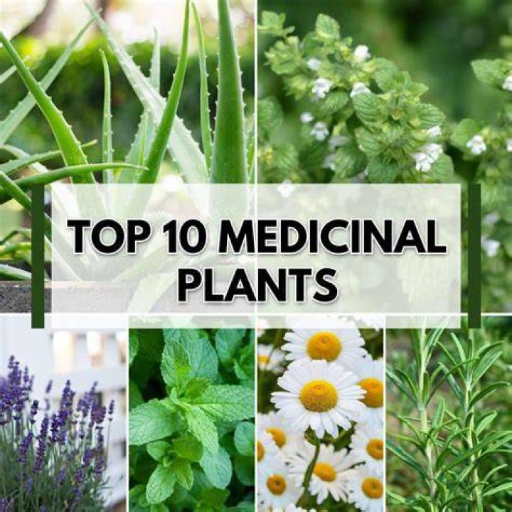 Which aloe plant is medicinal?