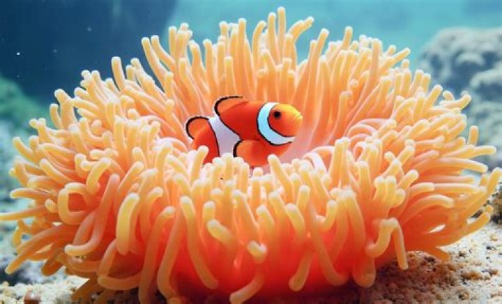 Which anemone is best for clownfish?