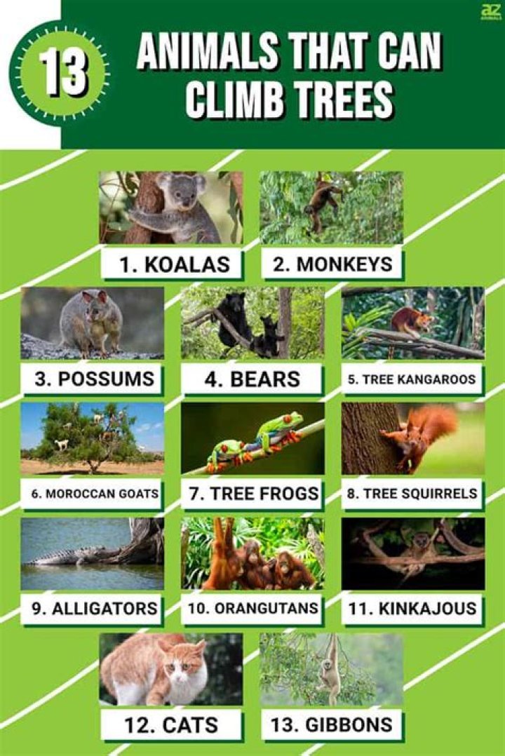 Which animal can scuttle?