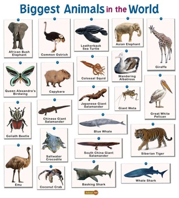 Which animal spoke to balaam?