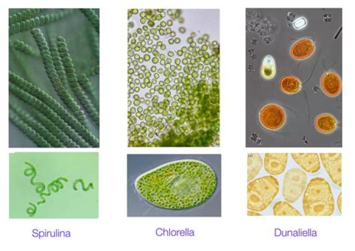 Which are examples of microscopic algae?