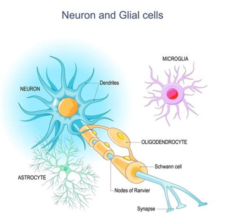 Which are neuroglial cells?