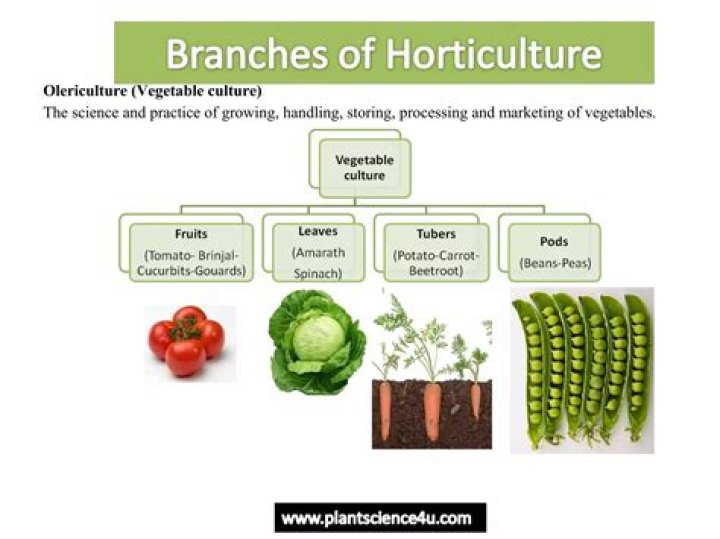 Which are the horticultural crops?