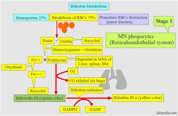 Which bilirubin is water soluble?