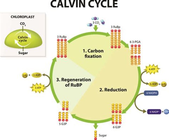 Which biosynthetic pathway requires nadph?