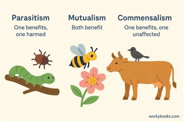 Which both species benefit?
