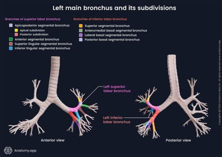 Which bronchus is shorter?
