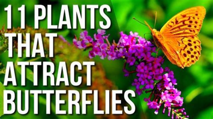 Which buddleia is best for butterflies?