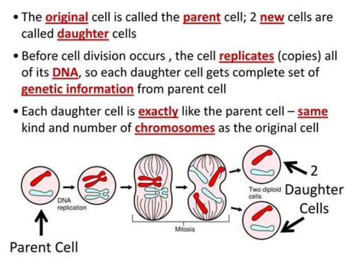 Which cell is the parent cell?