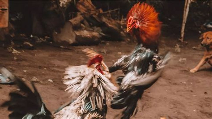 Which country introduced the concept of cockfighting in the philippines?