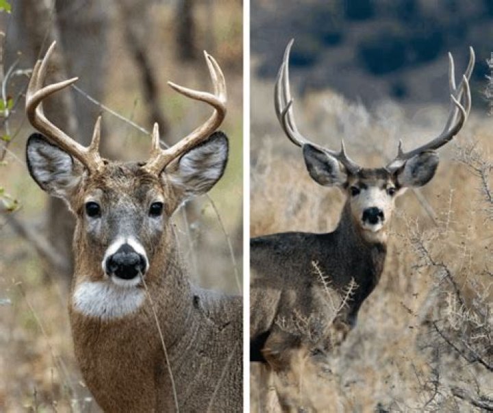 Which deer are culled?