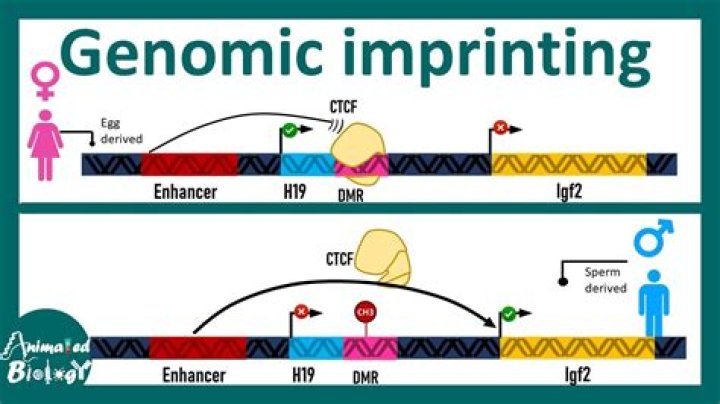 Which description is the best example of genomic imprinting?
