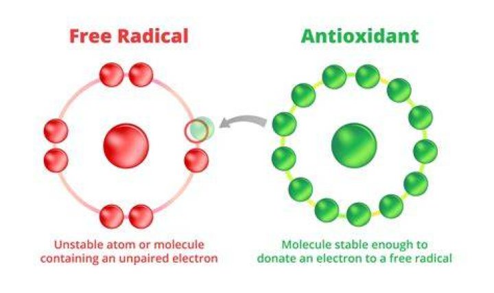 Which do antioxidants neutralize?