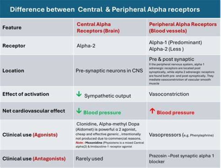 Which effectors have alpha one receptors?