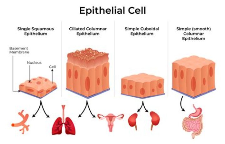 Which epithelial cells have cilia?