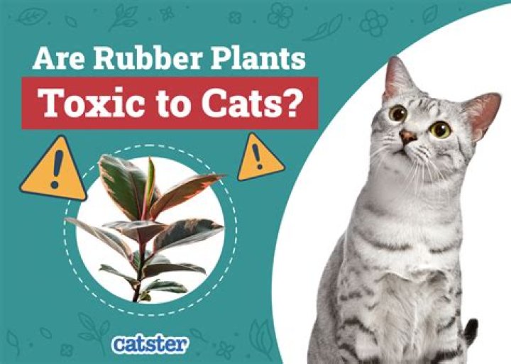 Which essentials are toxic to cats?
