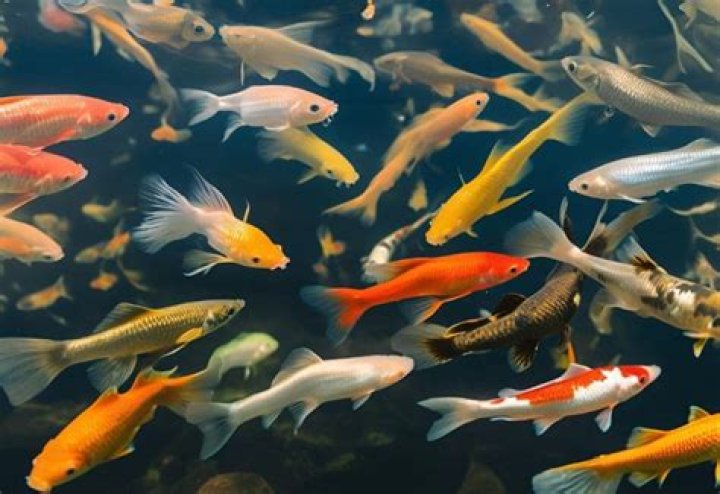 Which fish eat mosquito larvae?