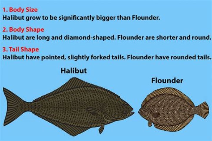 Which fish is similar to halibut?