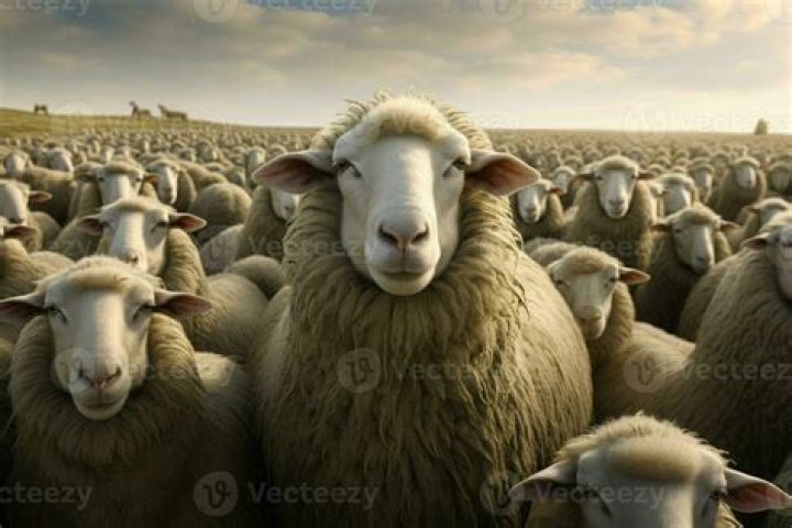 Which flock of sheep?