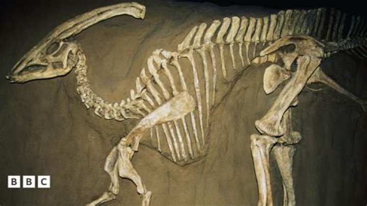 Which fossilised bones were discovered first?