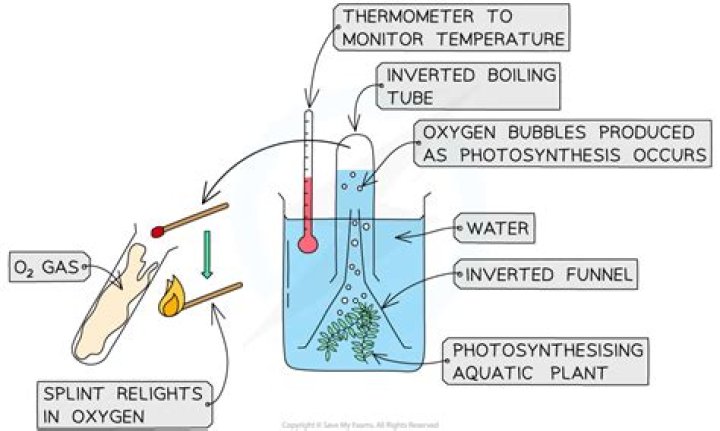 Which gas is produced by the pondweed during photosynthesis?