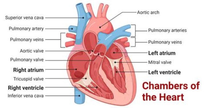 Which have 3 chambered heart?