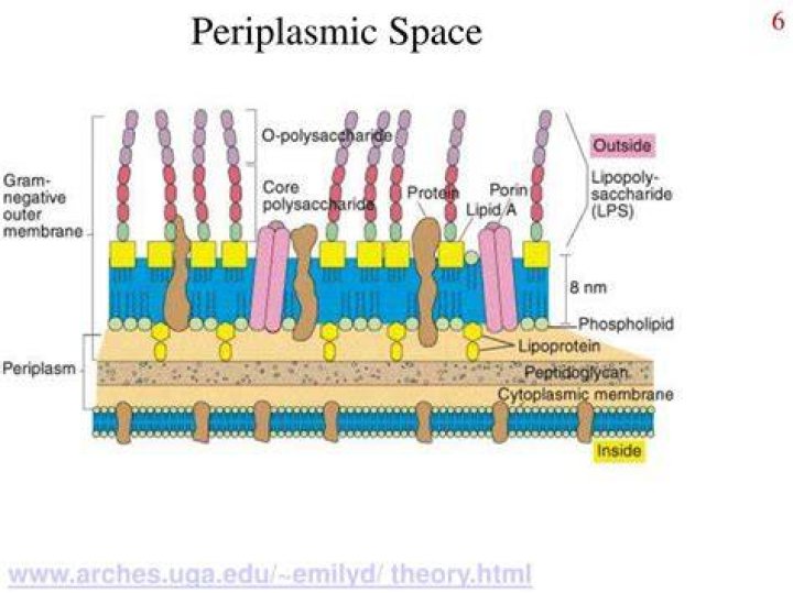 Which have a periplasmic space?