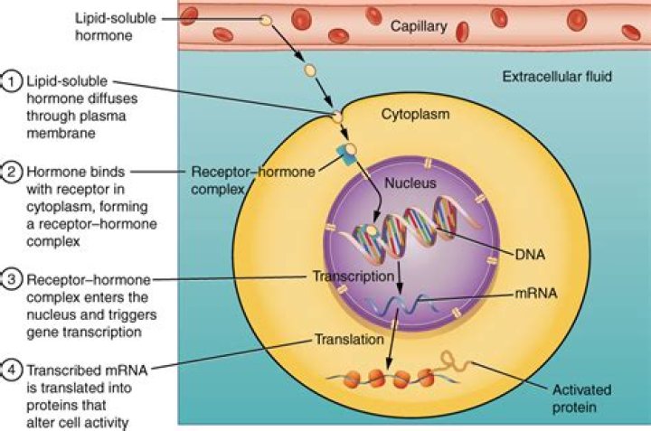 Which hormone acts through a cytoplasmic receptor?