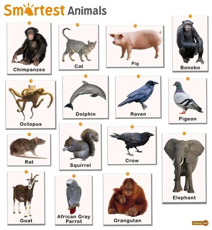 Which is cunning animal?