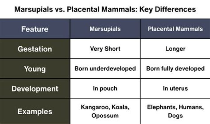 Which is older marsupials or placentals?