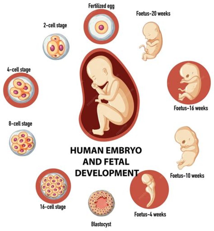 Which is the embryo sac?